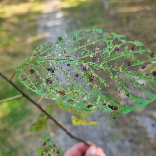 Bucculatrix frangutella