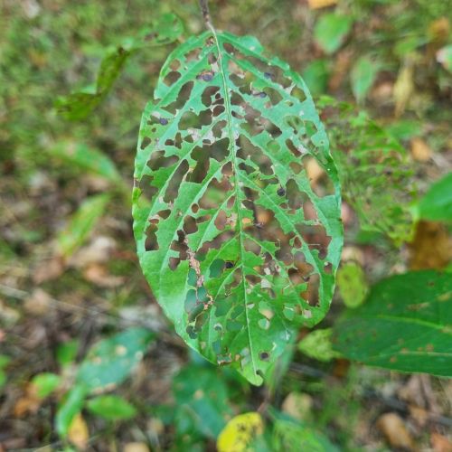 Bucculatrix frangutella