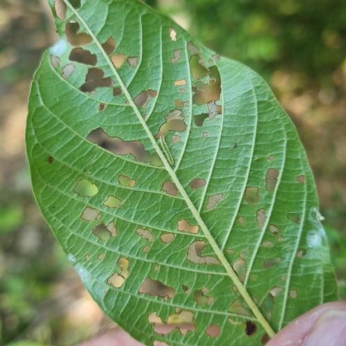 Bucculatrix frangutella