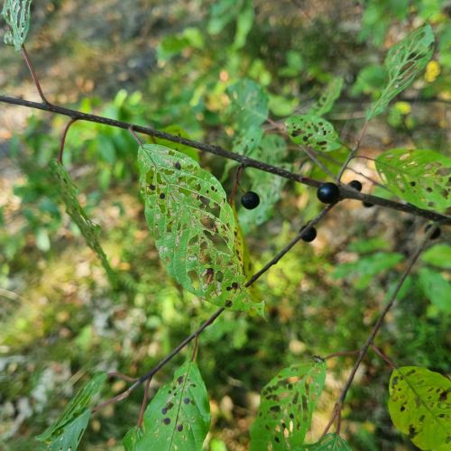 Bucculatrix frangutella