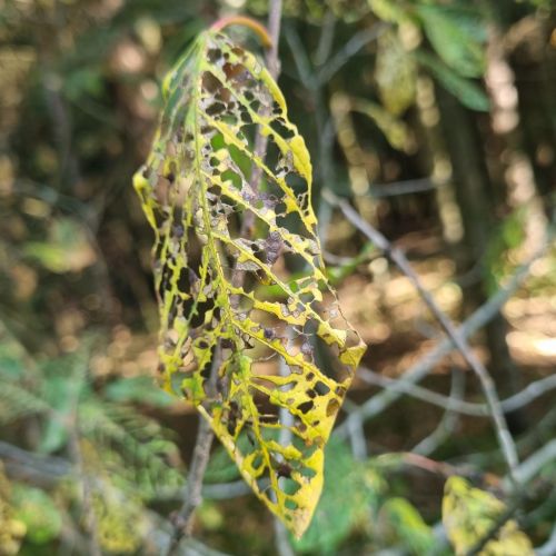 Bucculatrix frangutella