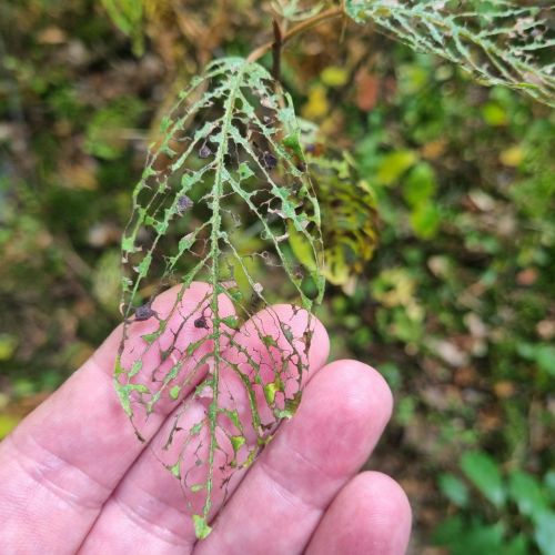 Bucculatrix frangutella