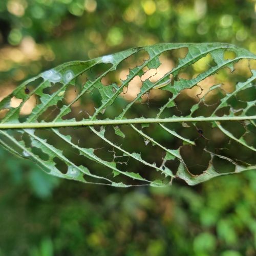 Bucculatrix frangutella