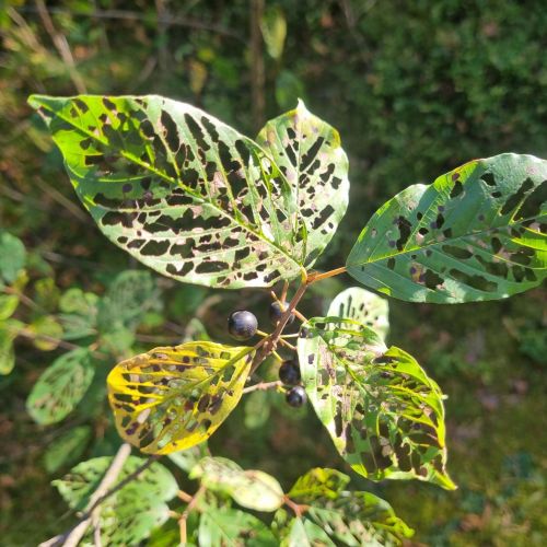 Bucculatrix frangutella