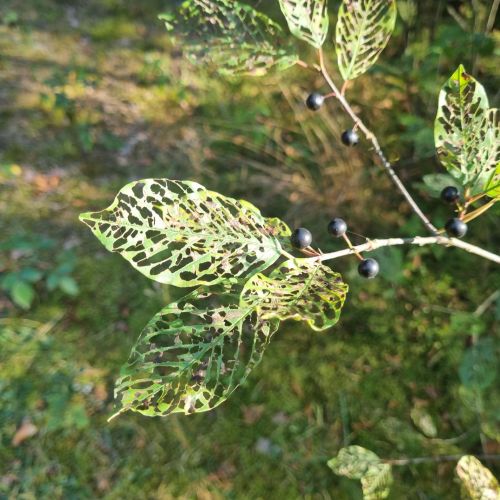 Bucculatrix frangutella