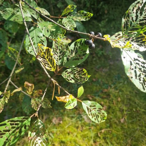 Bucculatrix frangutella