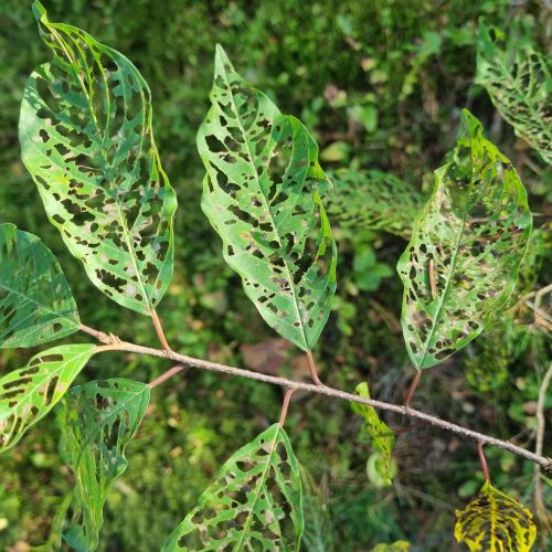 Bucculatrix frangutella