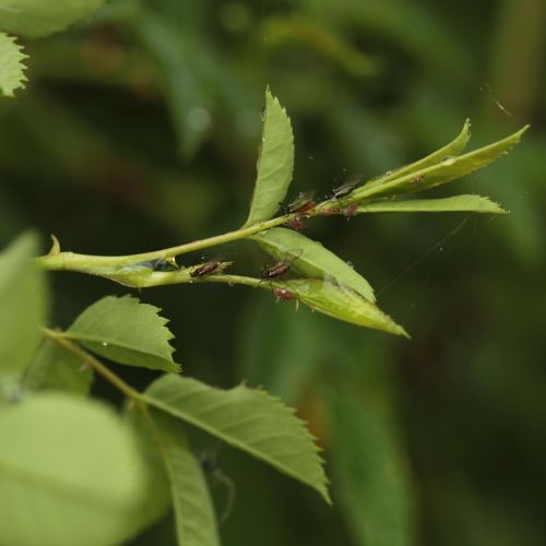 Macrosiphum rosae