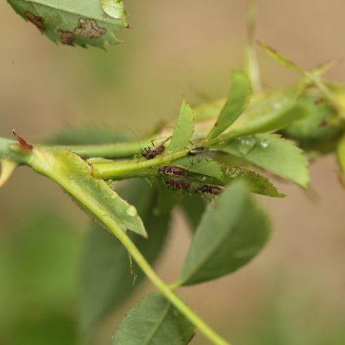 Macrosiphum rosae