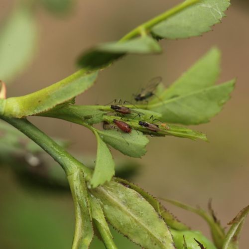 Macrosiphum rosae