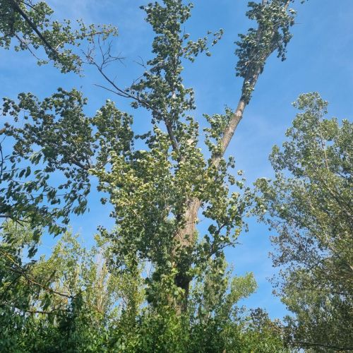 Aegosoma scabricorne 