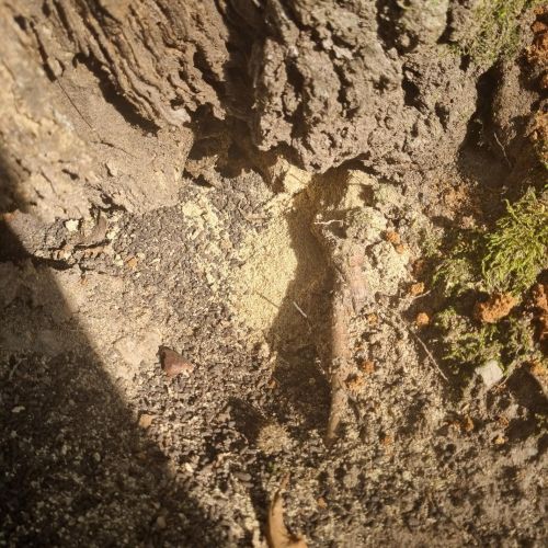 Aegosoma scabricorne 