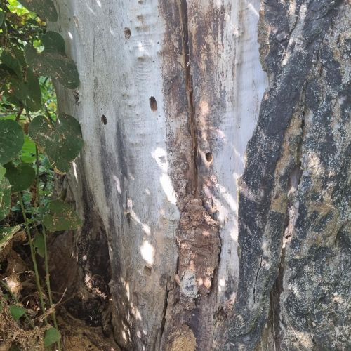 Aegosoma scabricorne 