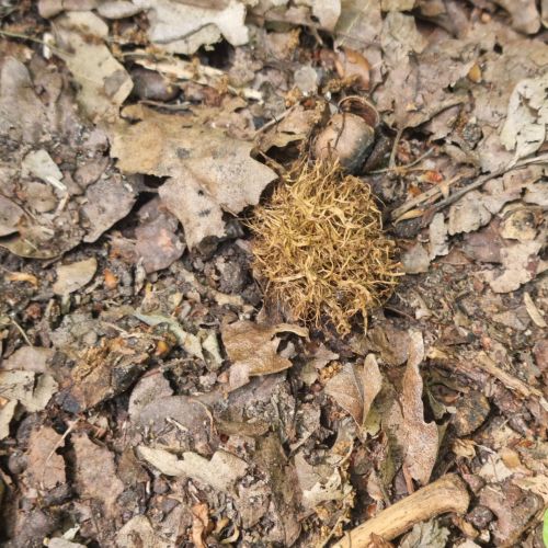 Andricus caputmedusae