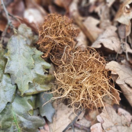 Andricus caputmedusae