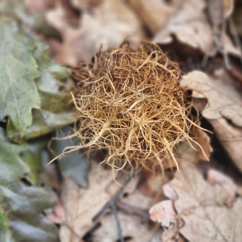 Andricus caputmedusae