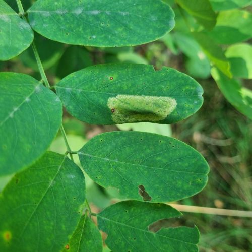 Macrosaccus robiniella