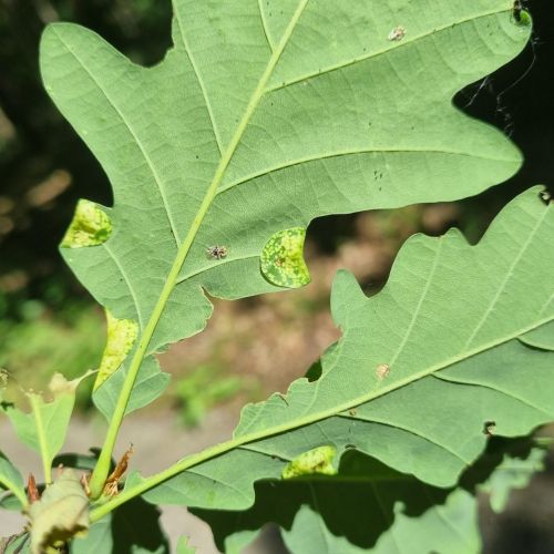 Macrodiplosis pustularis