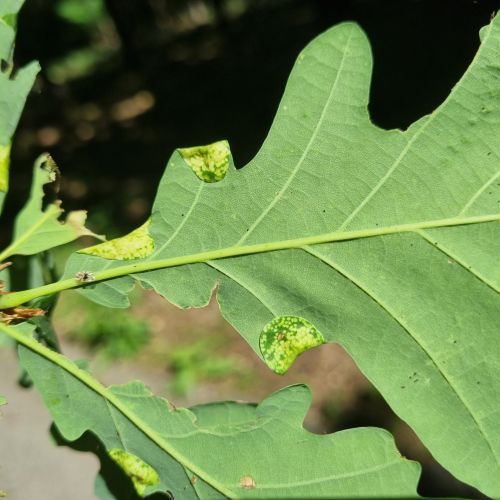 Macrodiplosis pustularis