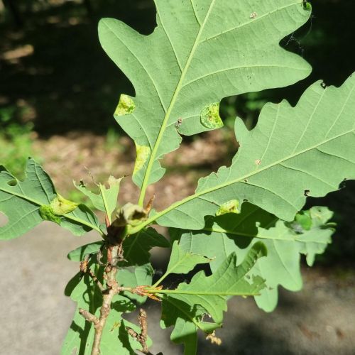 Macrodiplosis pustularis