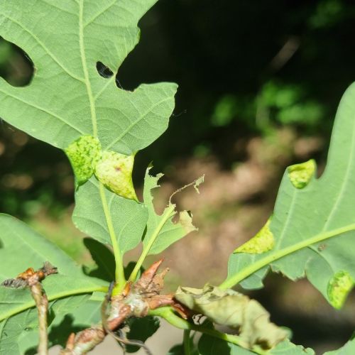 Macrodiplosis pustularis