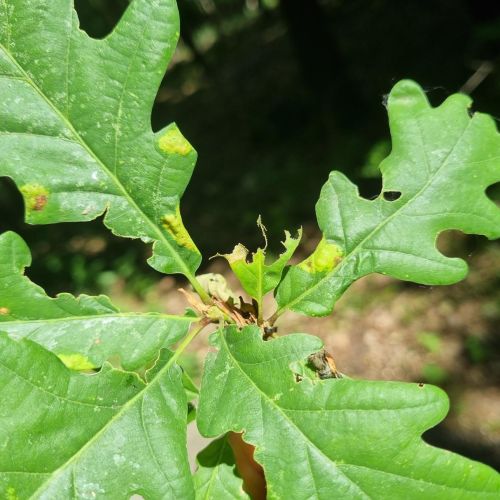 Macrodiplosis pustularis