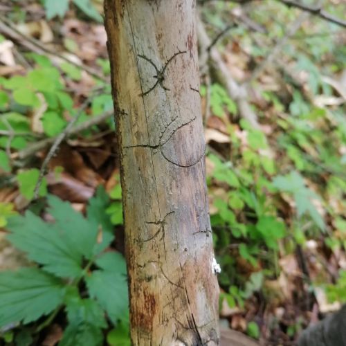 Pityokteines vorontzovi