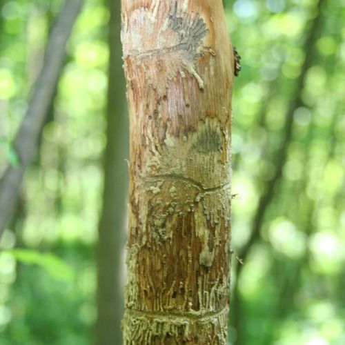 Hylesinus varius (=fraxini)