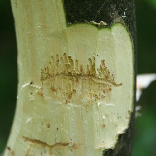 Hylesinus varius (=fraxini)