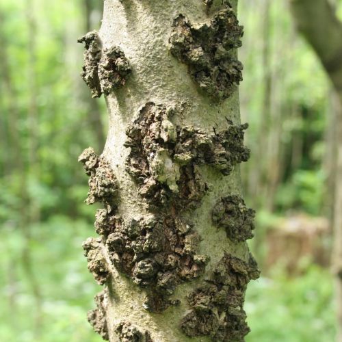 Hylesinus varius (=fraxini)