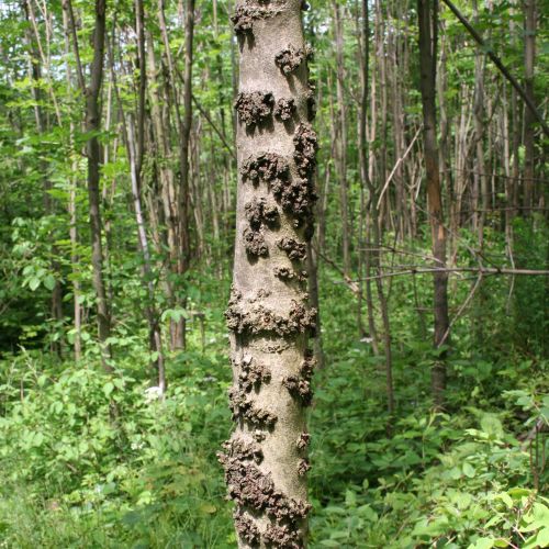 Hylesinus varius (=fraxini)