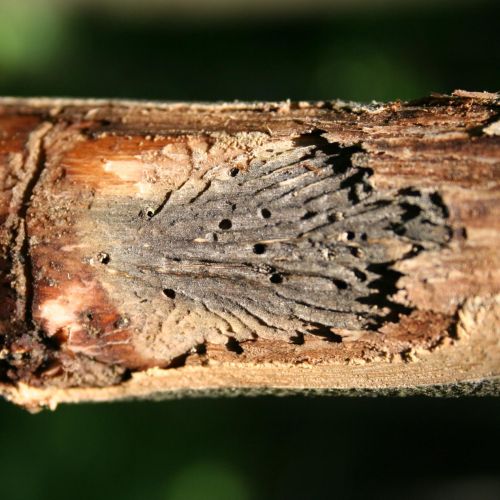 Hylesinus varius (=fraxini)