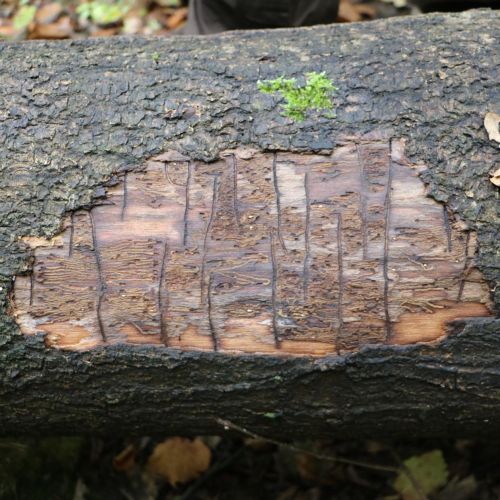 Hylesinus varius (=fraxini)