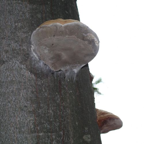 Phellinus robustus 