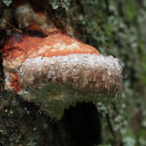 Fomitopsis pinicola 