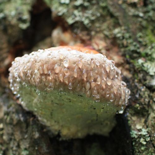 Fomitopsis pinicola 