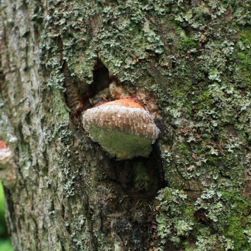 Fomitopsis pinicola 