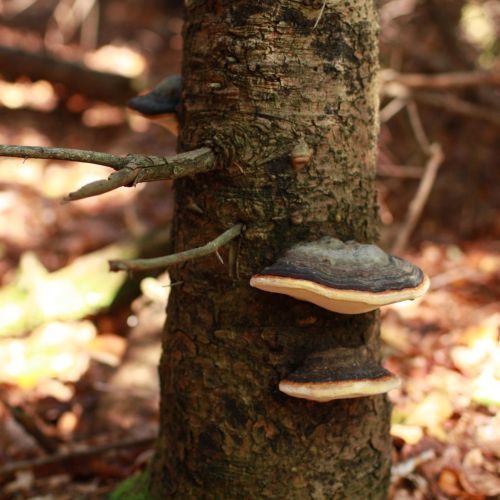 Fomitopsis pinicola 