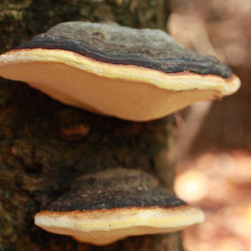 Fomitopsis pinicola 