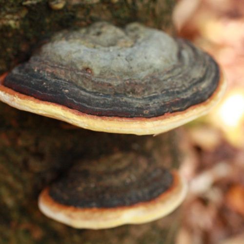 Fomitopsis pinicola 