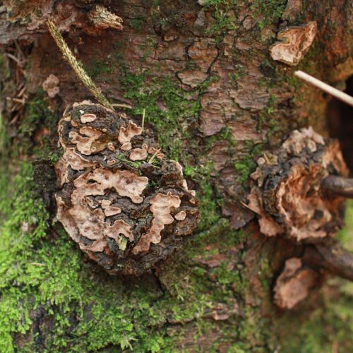 Fomitopsis pinicola 