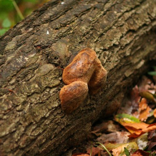 Phellinus robustus 