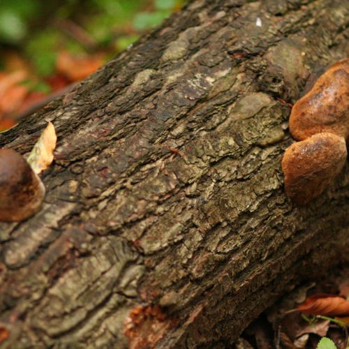 Phellinus robustus 