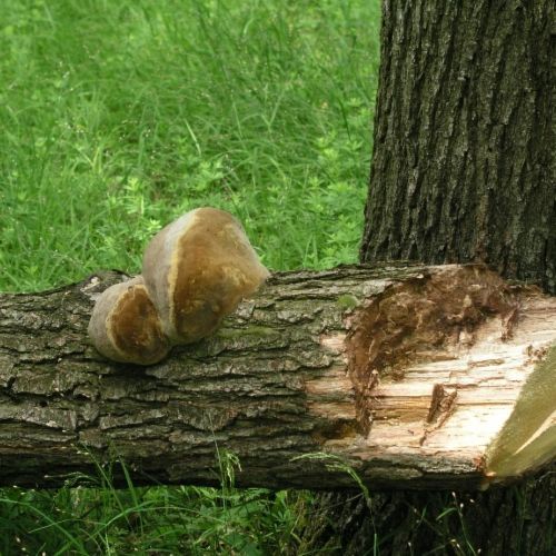 Phellinus robustus 