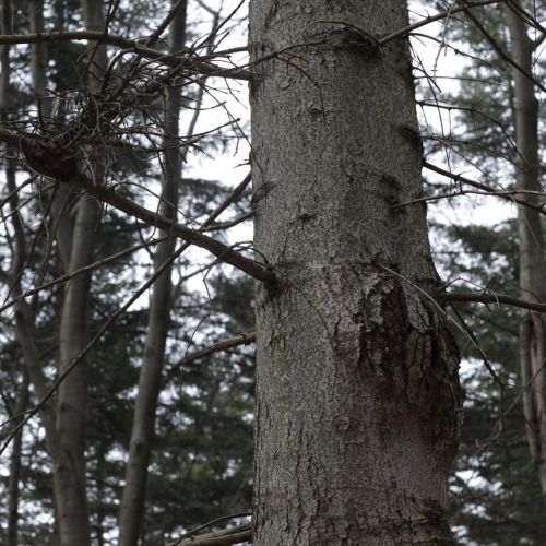 Melampsorella caryophyllacearum