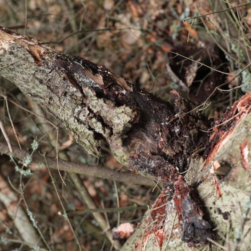 Melampsorella caryophyllacearum