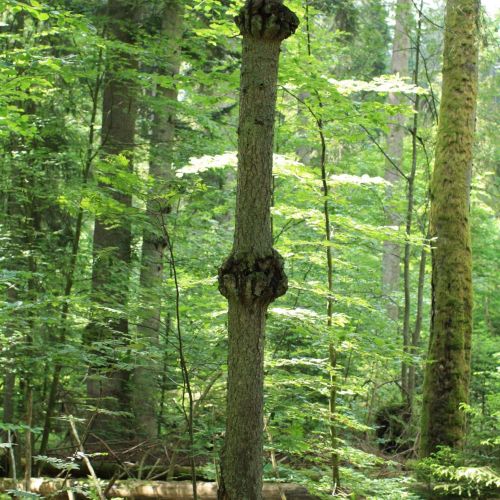 Melampsorella caryophyllacearum