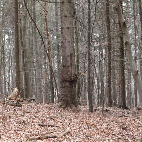 Melampsorella caryophyllacearum