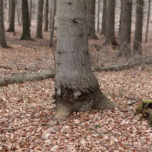 Melampsorella caryophyllacearum