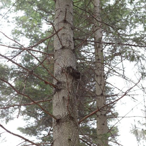 Melampsorella caryophyllacearum